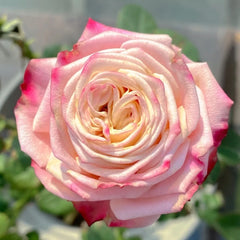 Suplesse Rose