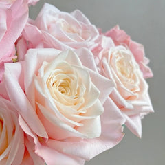 Suplesse Rose