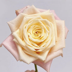 Suplesse Rose