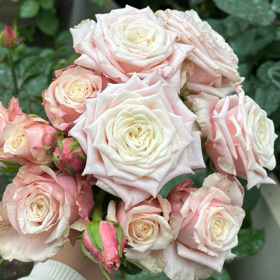 Suplesse Rose