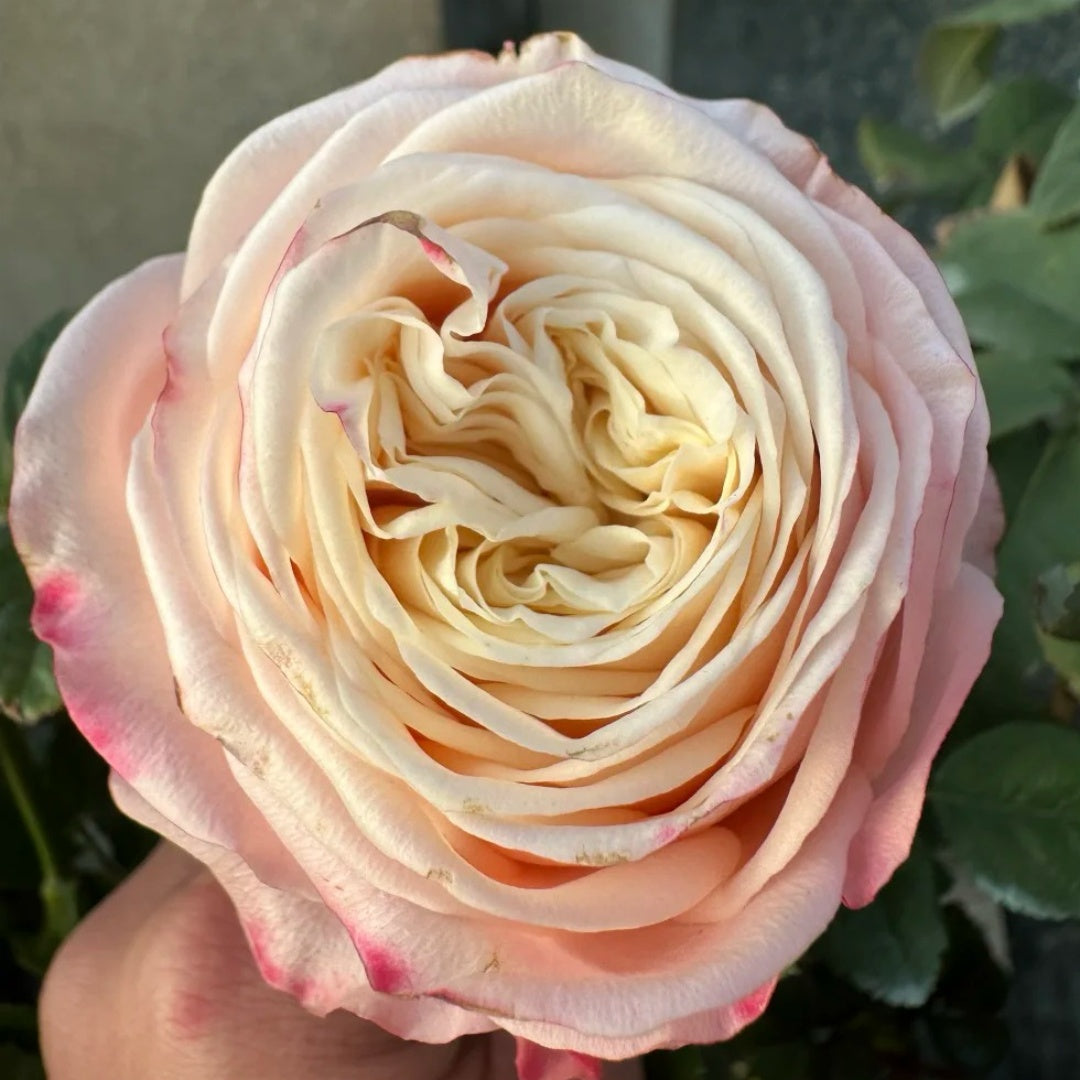Suplesse Rose