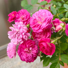 Sweet Chariot Rose