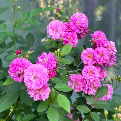 Sweet Chariot Rose