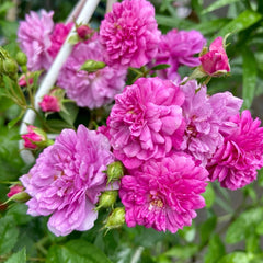 Sweet Chariot Rose