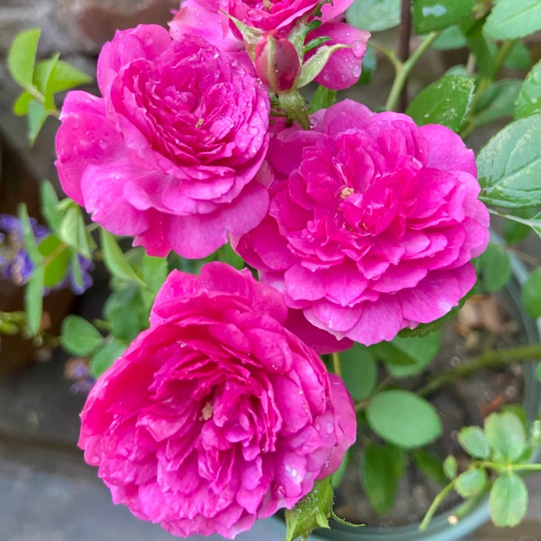 Sweet Chariot Rose