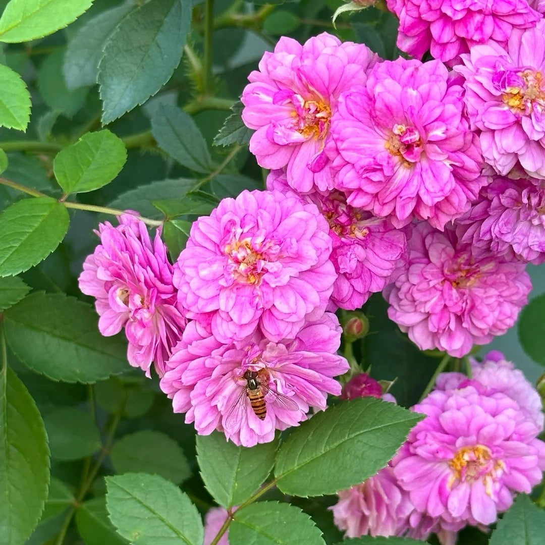 Sweet Chariot Rose