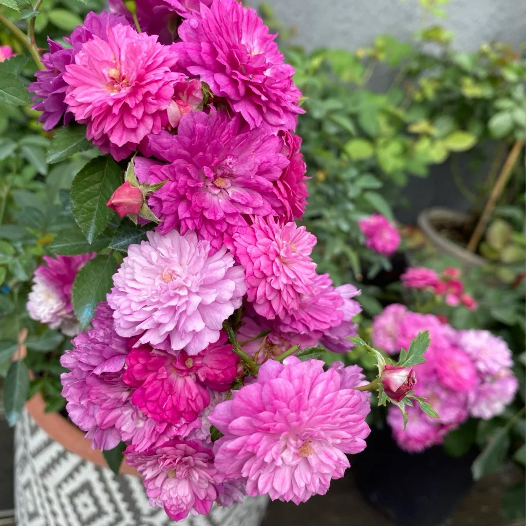 Sweet Chariot Rose