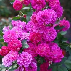 Sweet Chariot Rose