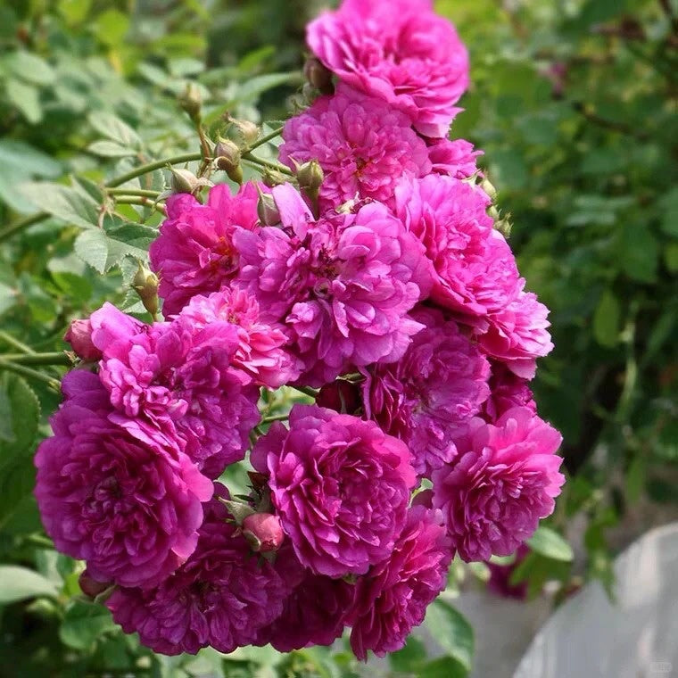 Sweet Chariot Rose