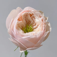 Sweet Diamond Rose