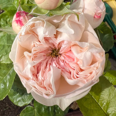 Sweet Diamond Rose