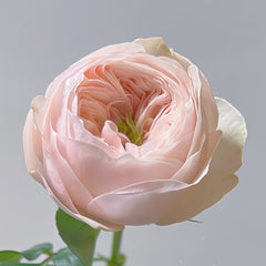 Sweet Diamond Rose