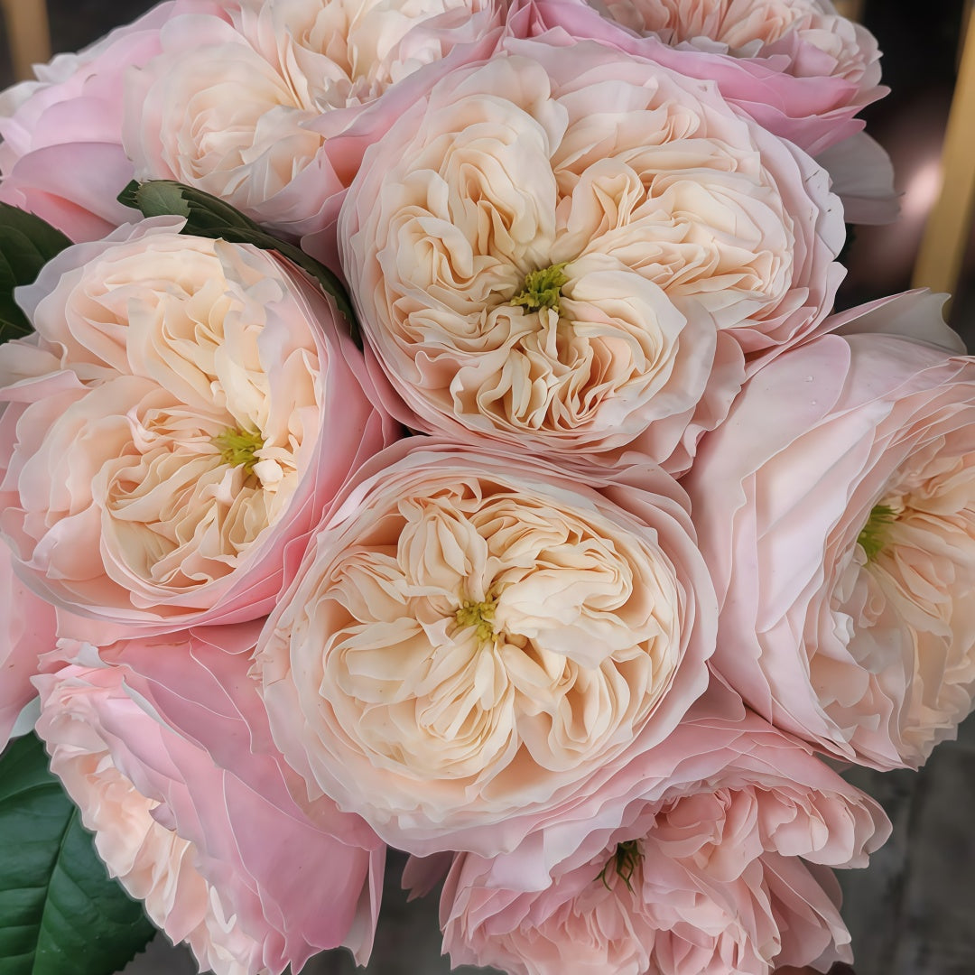 Sweet Diamond Rose