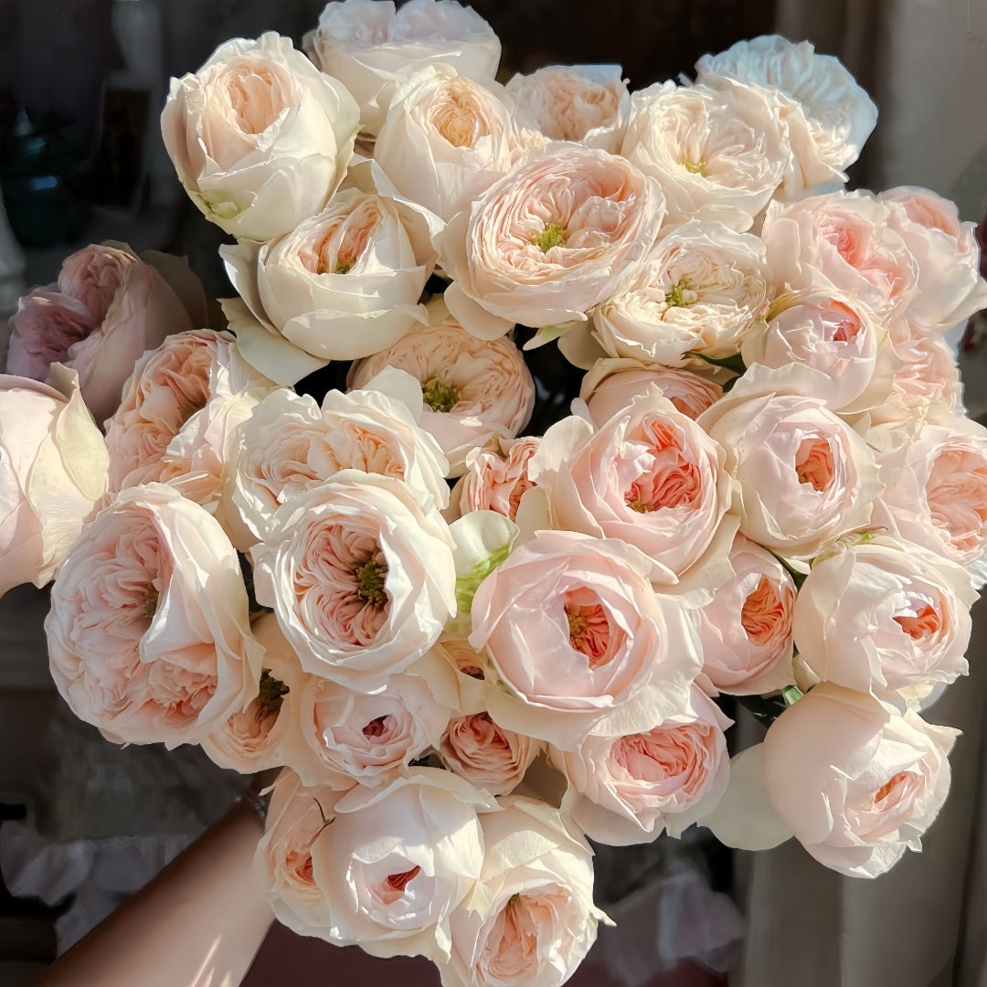 Sweet Diamond Rose