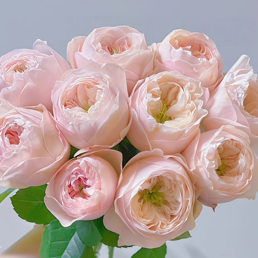 Sweet Diamond Rose