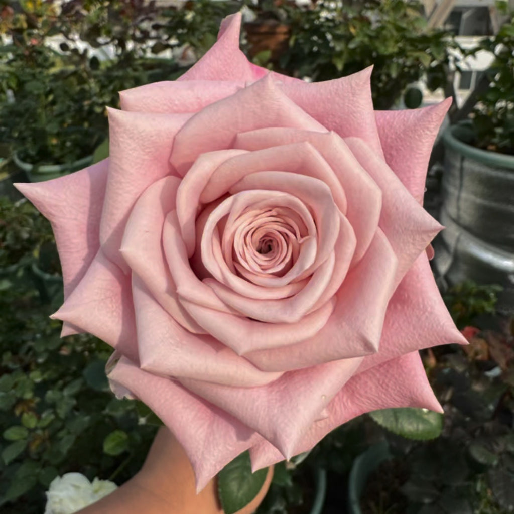 苗 バラ苗 超レア切花品種 接木苗 sweet menta