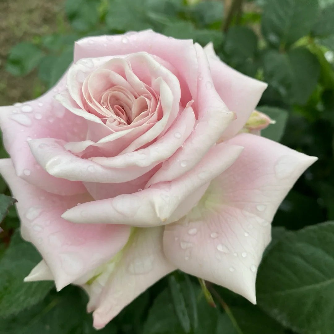 Sweet Menta Rose