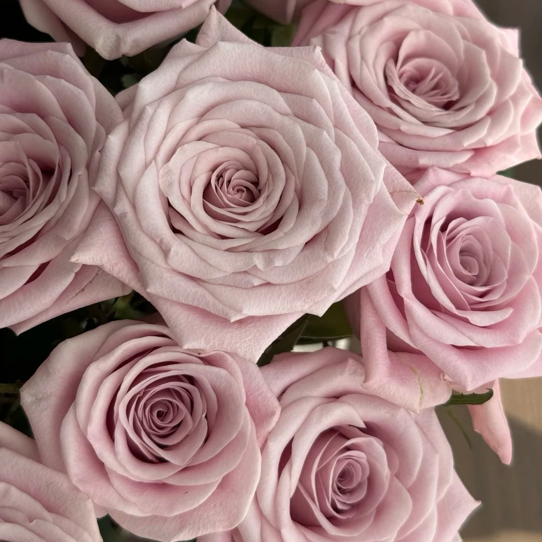 Sweet Menta Rose