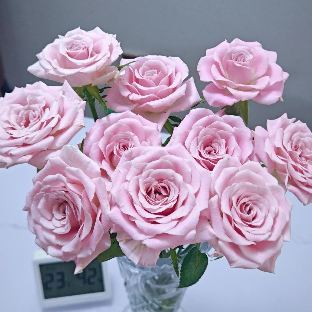 Sweet Menta Rose