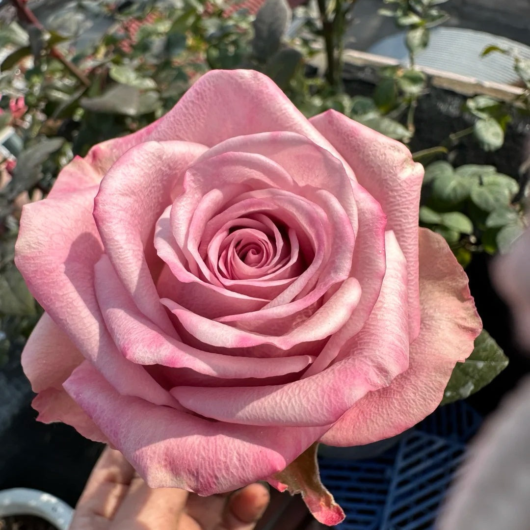 Sweet Menta Rose