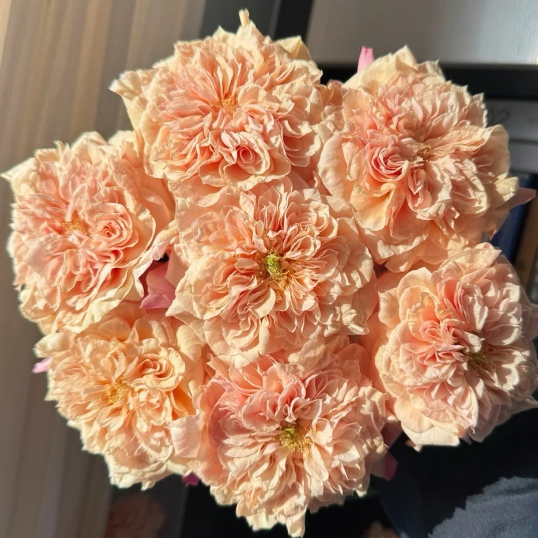 Sweet Mikoto Rose