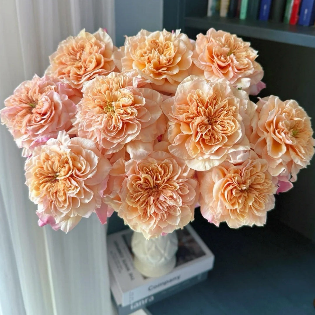 Sweet Mikoto Rose