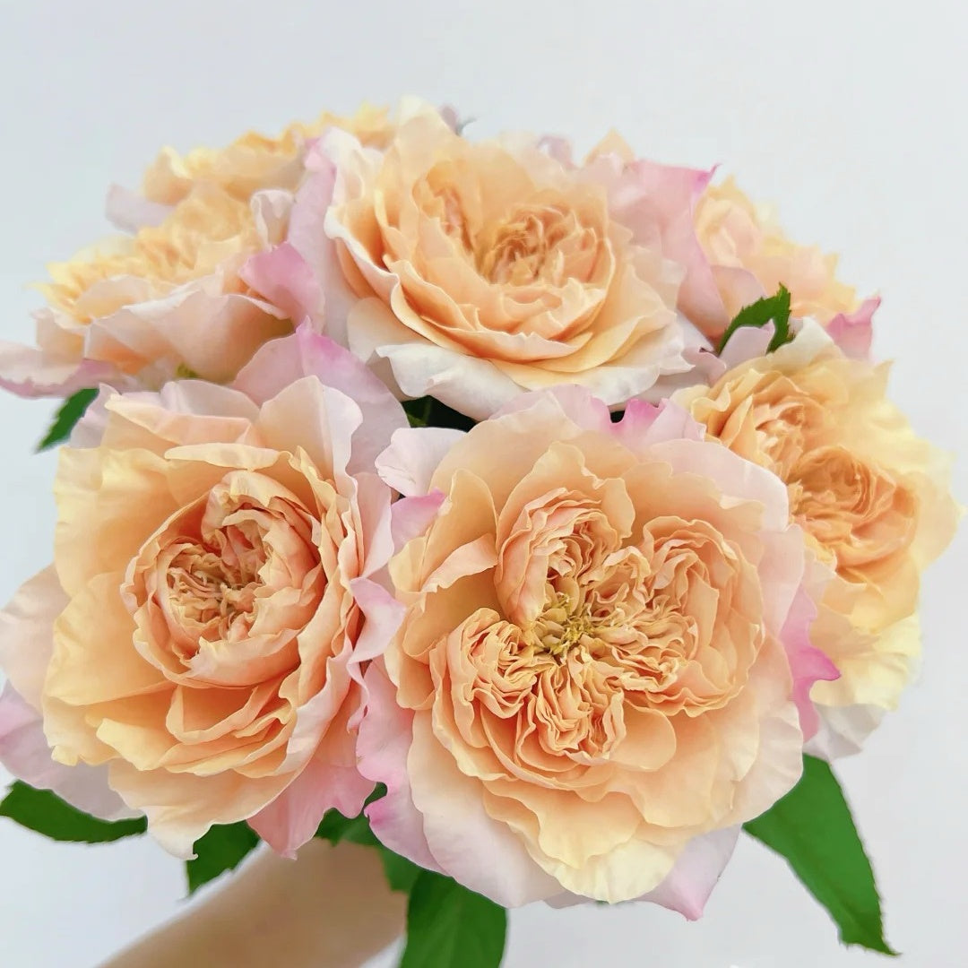 Sweet Mikoto Rose