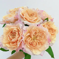 Sweet Mikoto Rose
