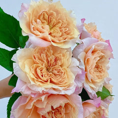 Sweet Mikoto Rose