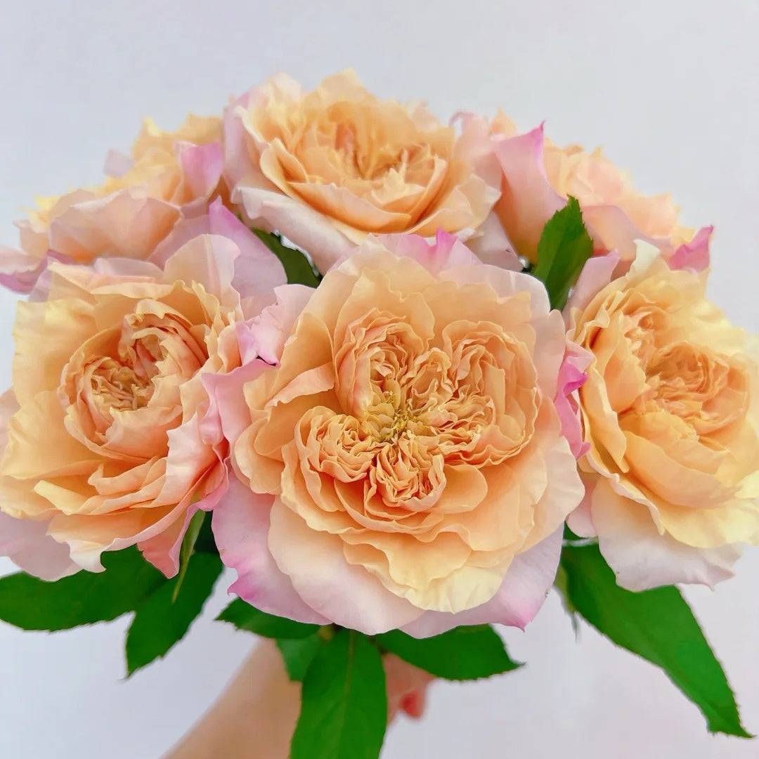 Sweet Mikoto Rose