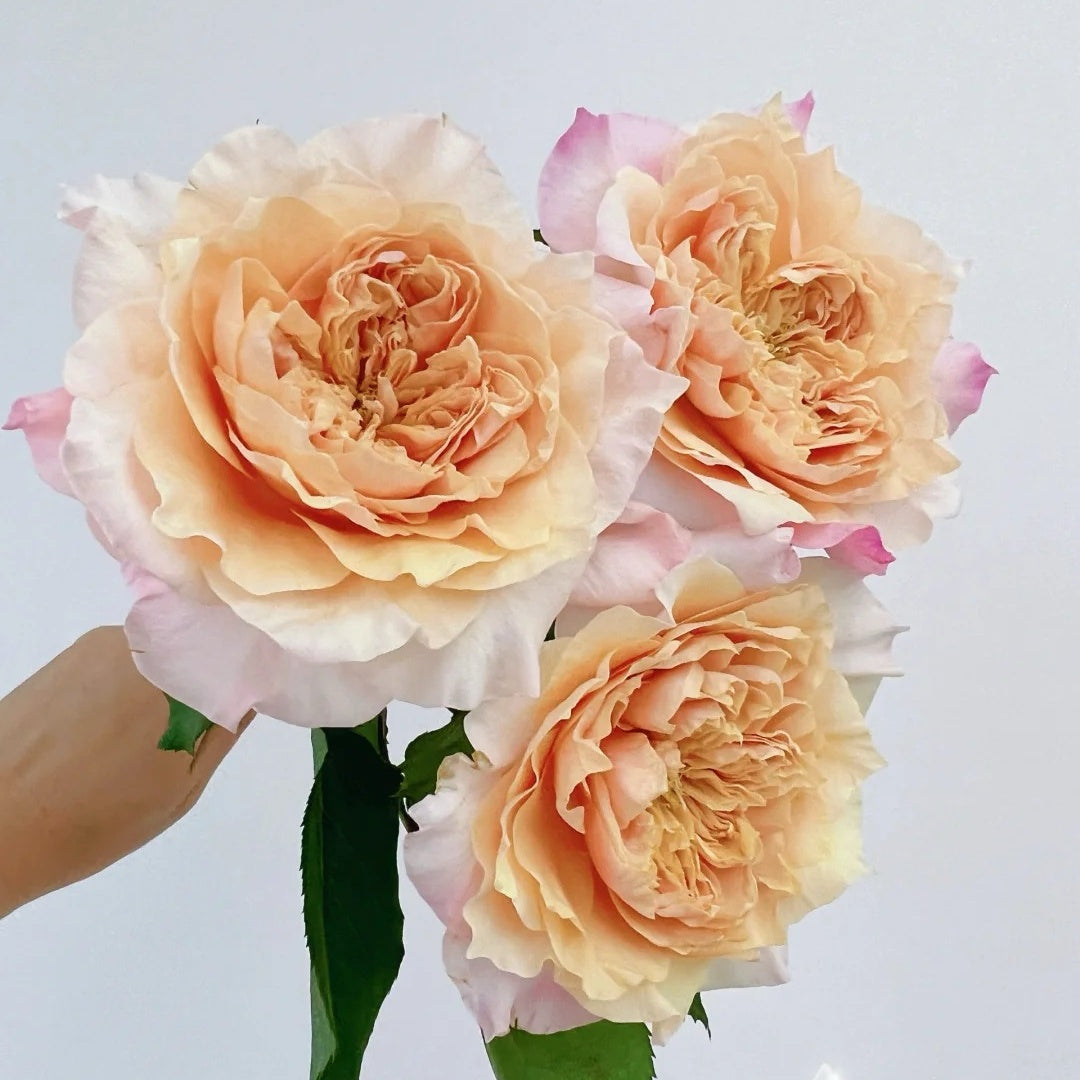 Sweet Mikoto Rose