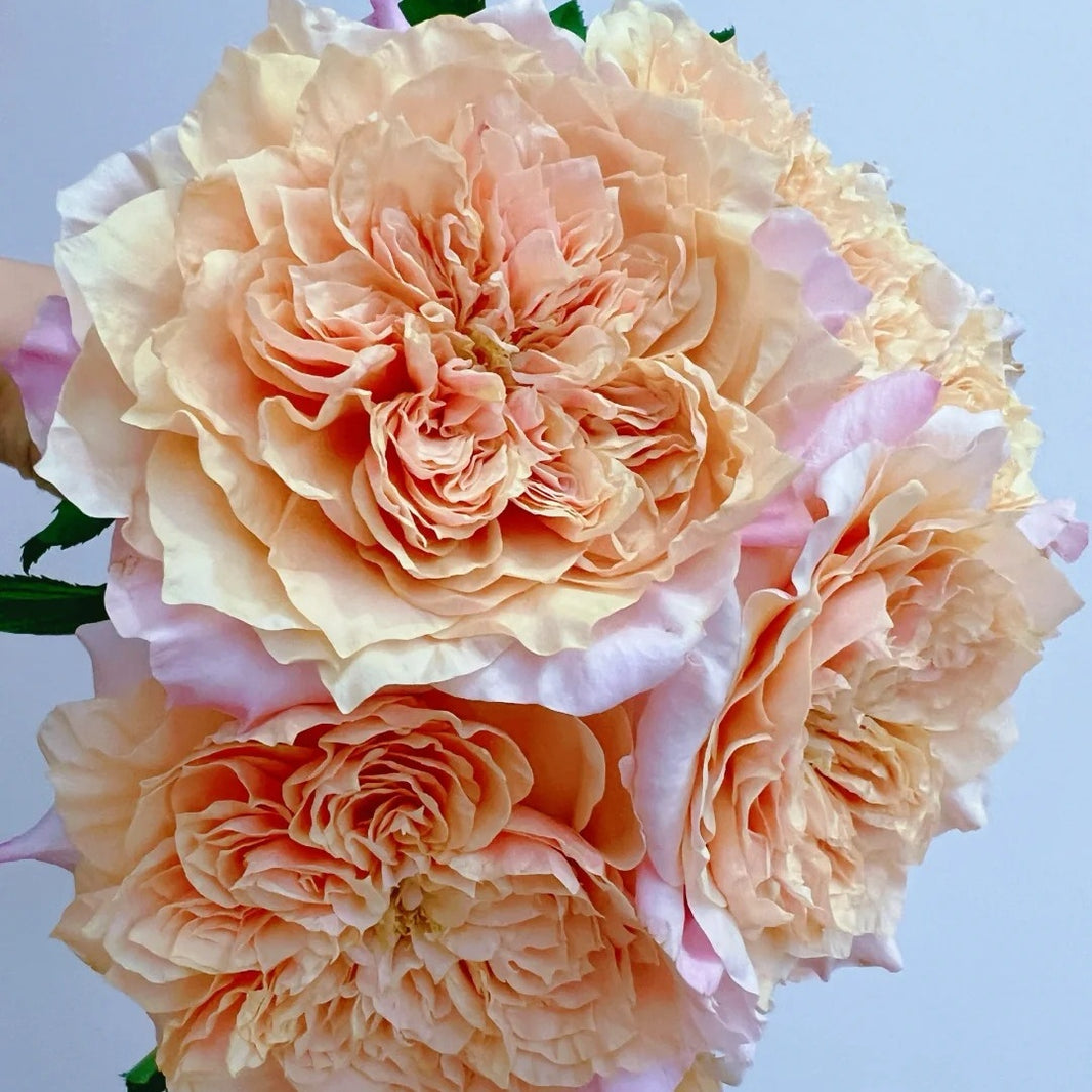 Chinese Roses – Page 3 – Ergongzy Roses