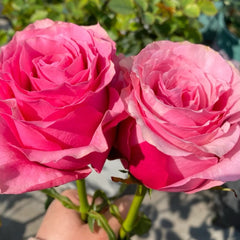 Sweet Spot Rose