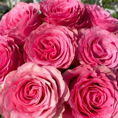 Sweet Spot Rose