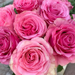 Sweet Spot Rose