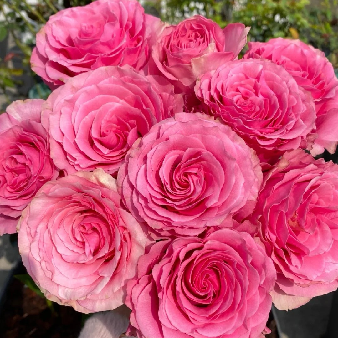 Sweet Spot Rose