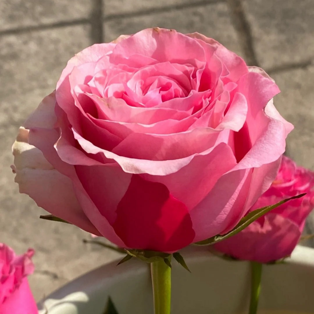 Sweet Spot Rose