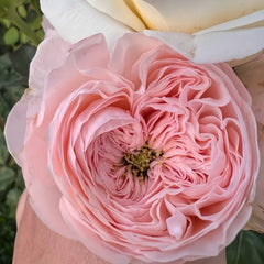Sweet Diamond Rose