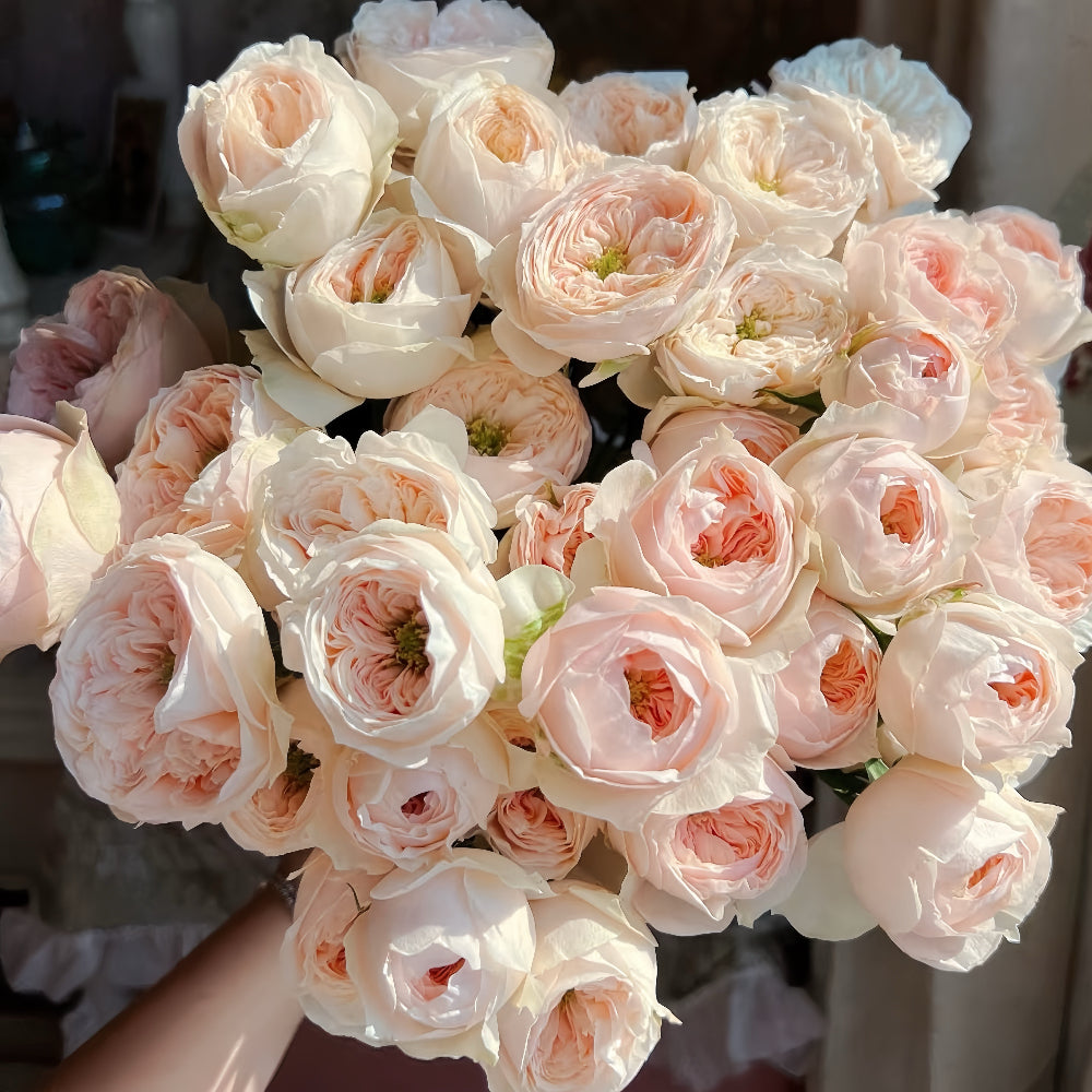 Sweet Diamond Rose