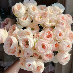 Sweet Diamond Rose