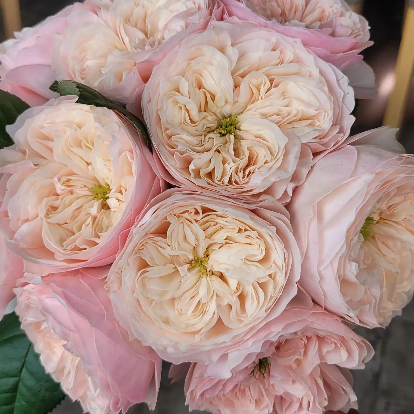 Sweet Diamond Rose