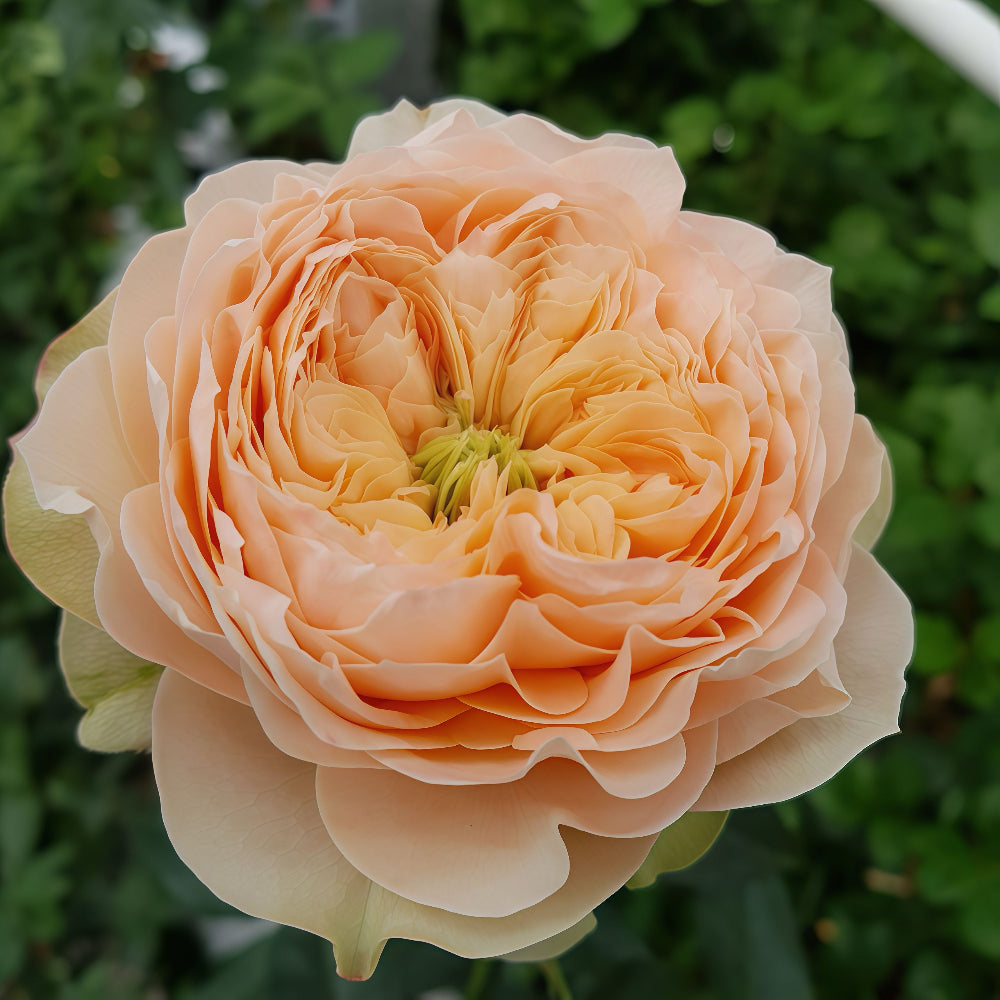 Cut Roses – Page 3 – Ergongzy Roses