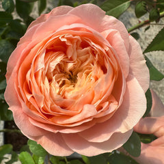 Sweet Harper Rose
