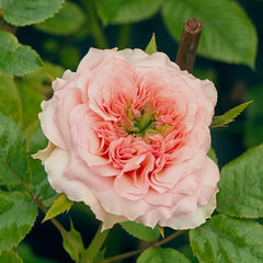 Sweet eye Rose