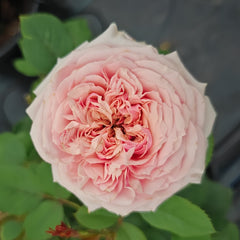 Sweet eye Rose