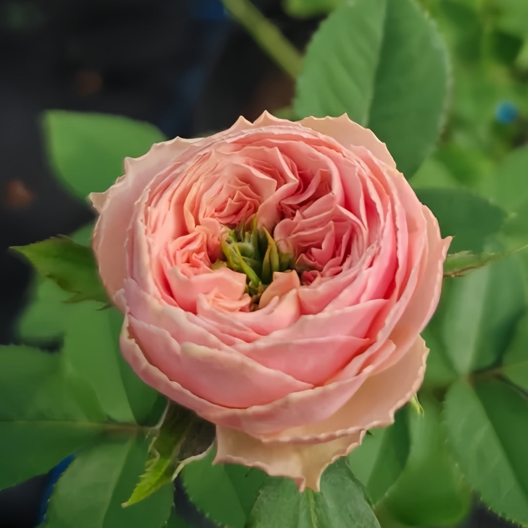 Sweet eye Rose