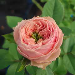 Sweet eye Rose
