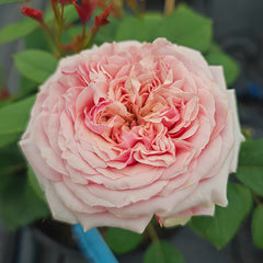 Sweet eye Rose