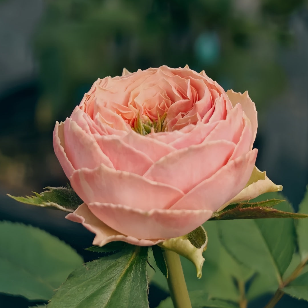 Sweet eye Rose
