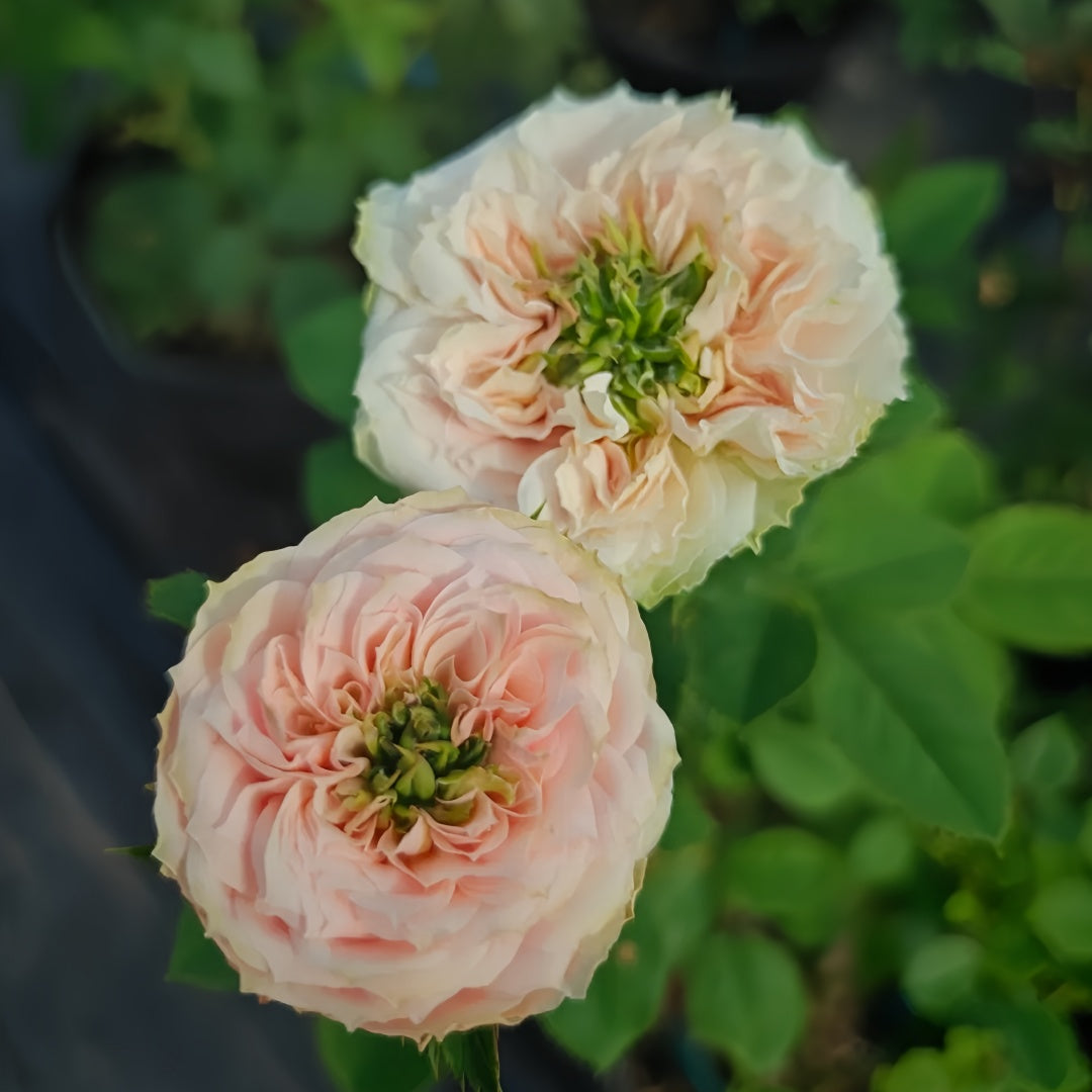 Sweet eye Rose